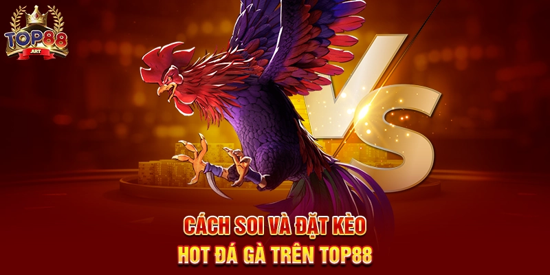 Cách Soi Và Đặt Kèo Hot Đá Gà Trên Top88